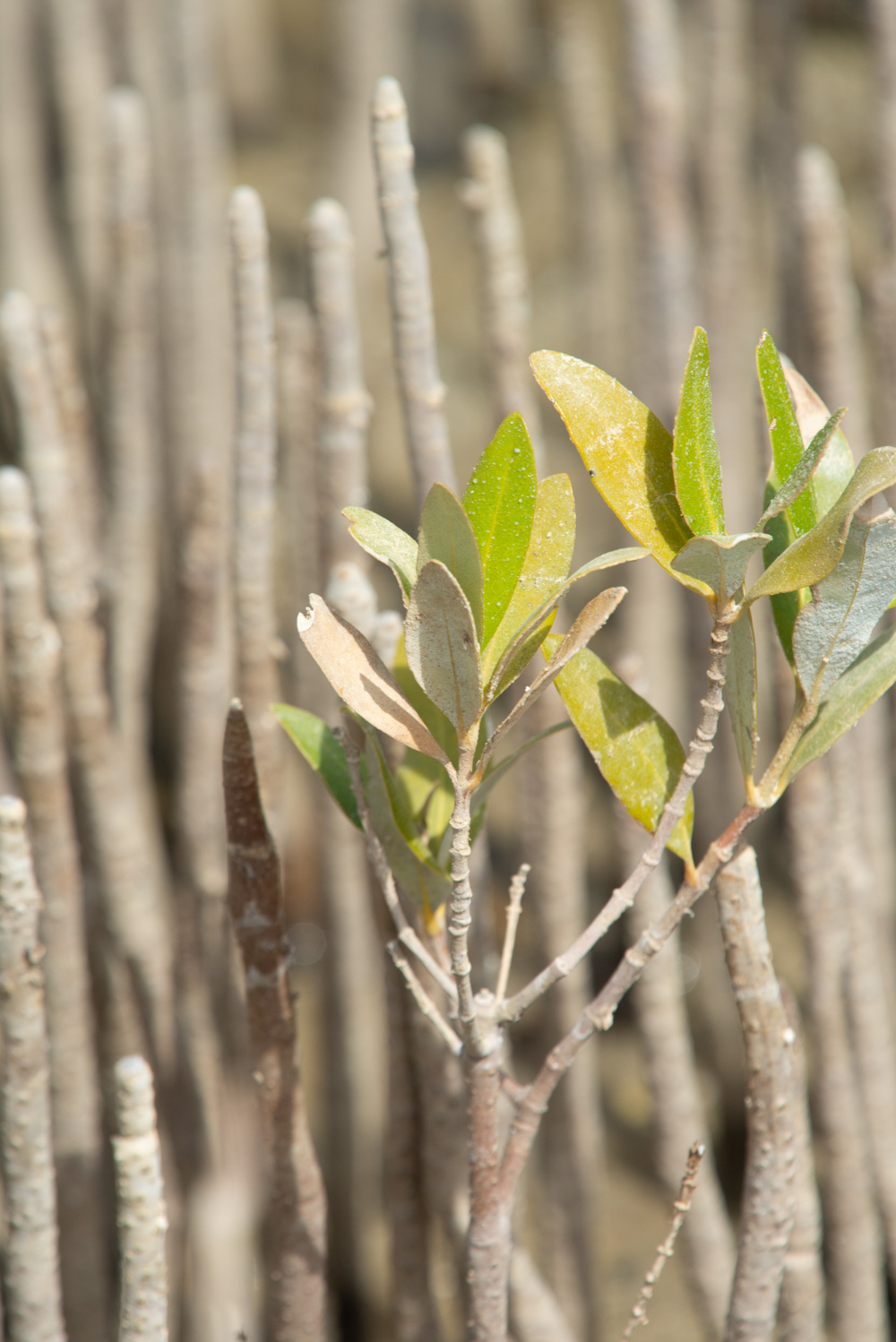 mangrove leaf leaves