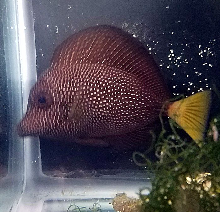 LFS Spotlight: TSM Corals Westville, NJ