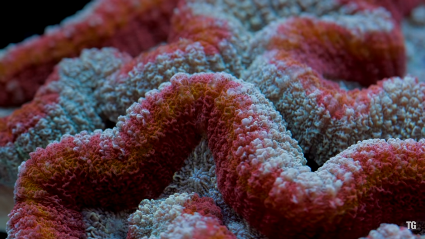 lobed brain coral