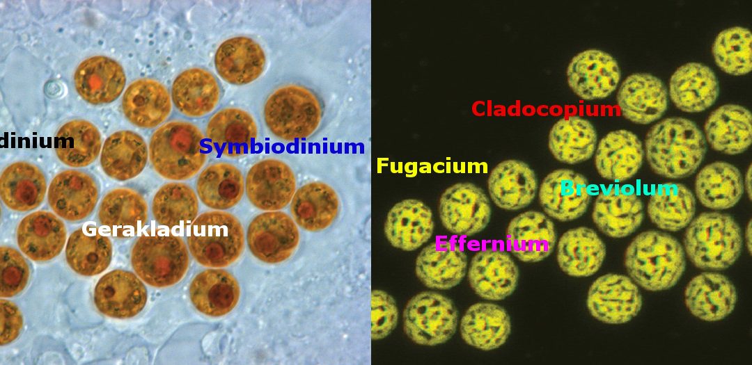 Major Taxonomic Changes For The Zooxanthellae