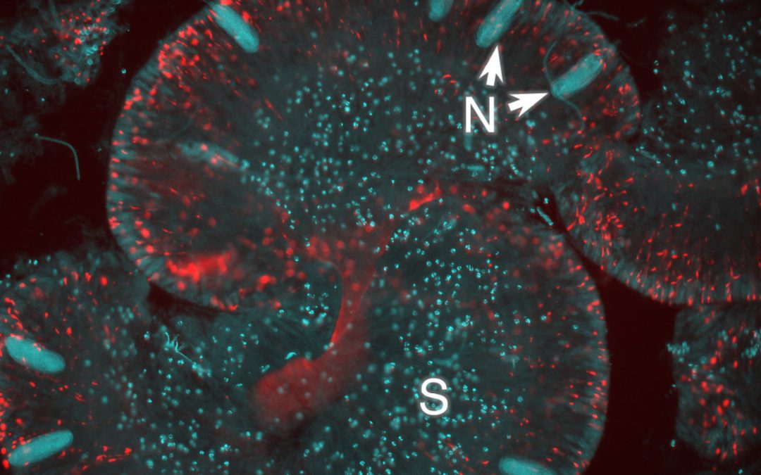 Symbiont Or Parasite, Meet The Enigmatic “corallicola”