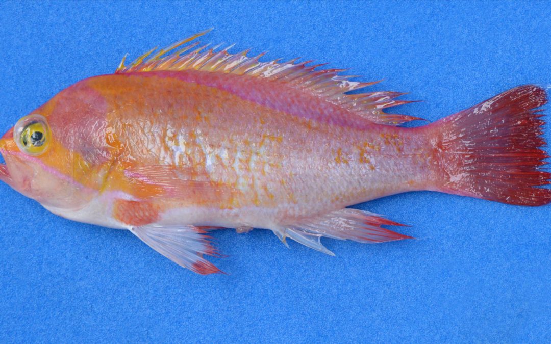 Pseudanthias emma, A New Deepwater Anthias With Long Threads On Its Tail