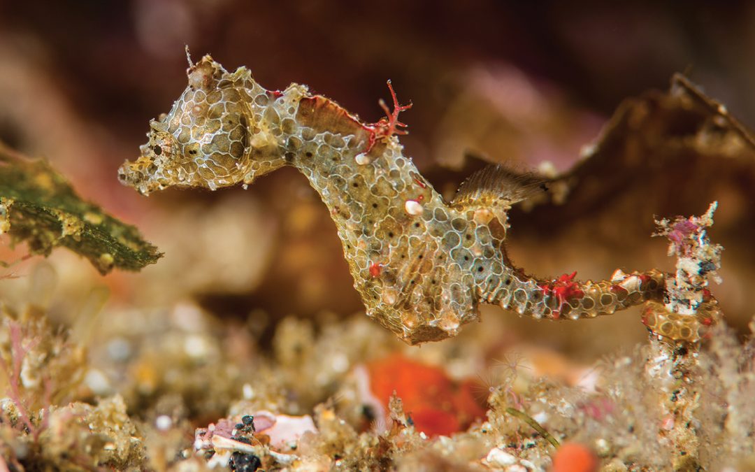 Hippocampus japapigu, Japan’s New Pygmy Seahorse