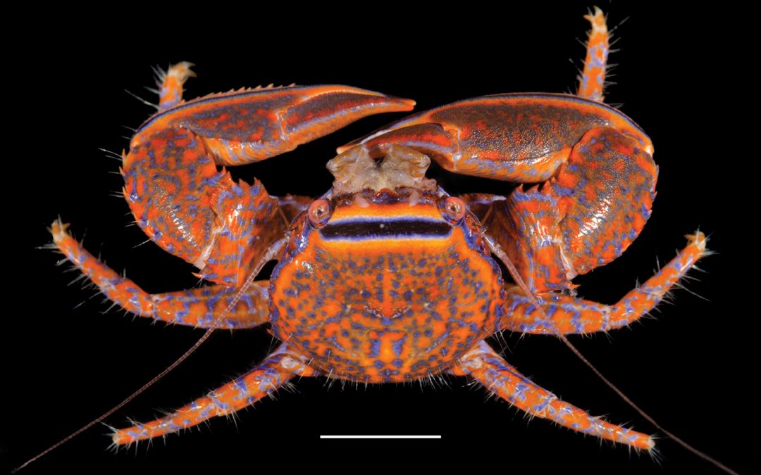 Aliaporcellana spongicola, A Colorful New Sponge-dwelling Porcelain Crab