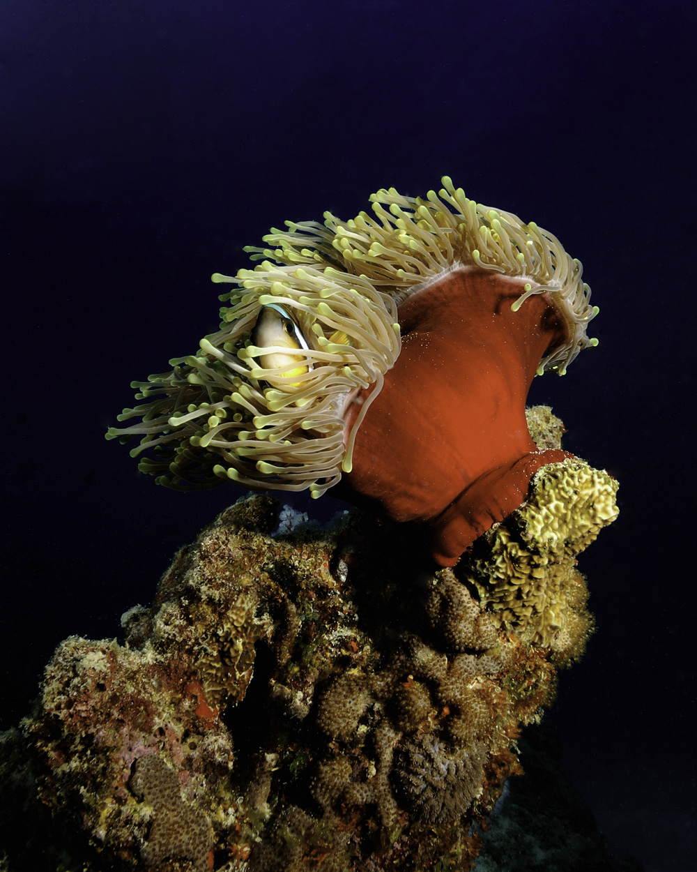 clown fish, Amhiprion chrysogaster