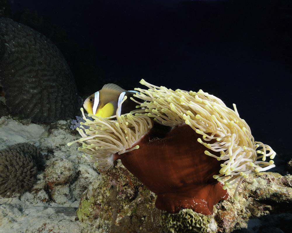 clown fish, Amhiprion chrysogaster