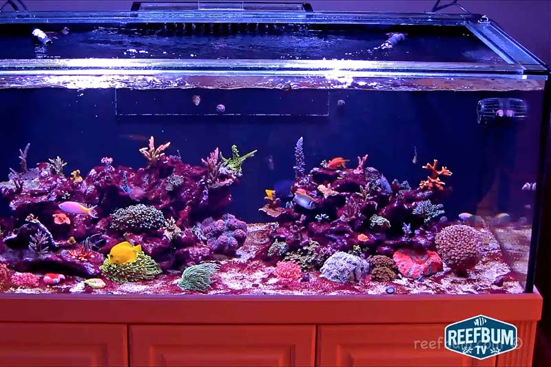 reef tank cyano