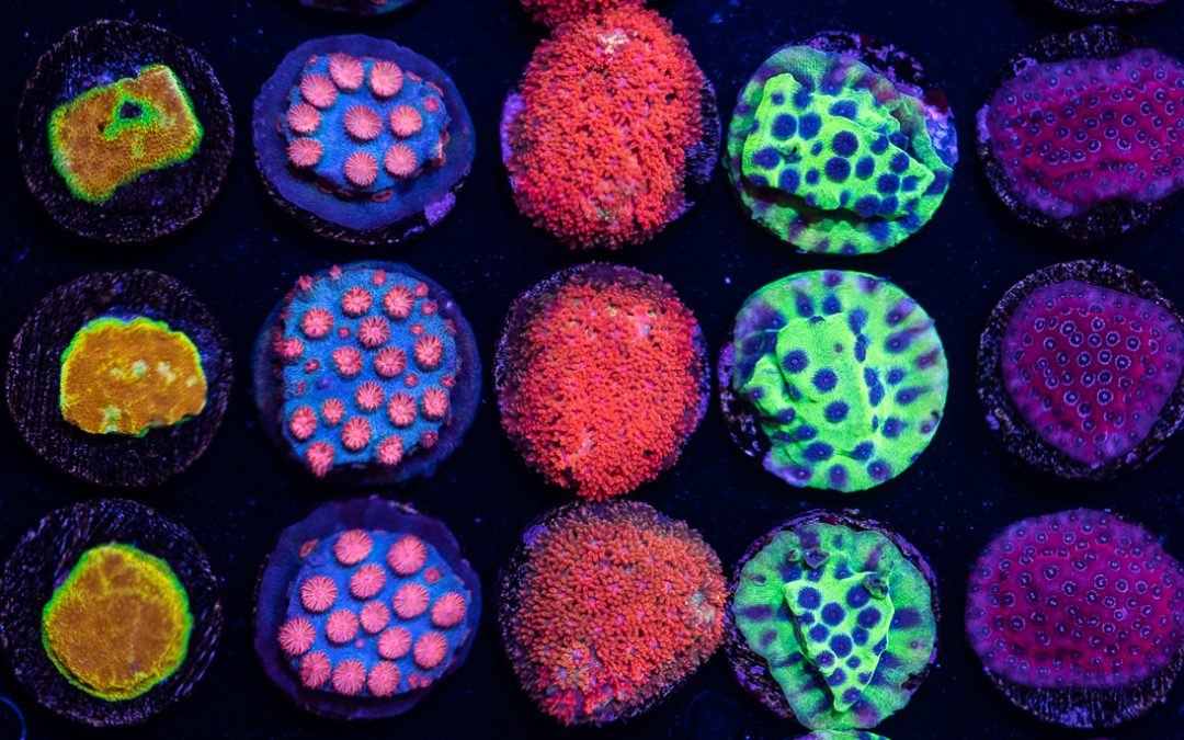Reef Candies: MACNA 2018 Edition Part III