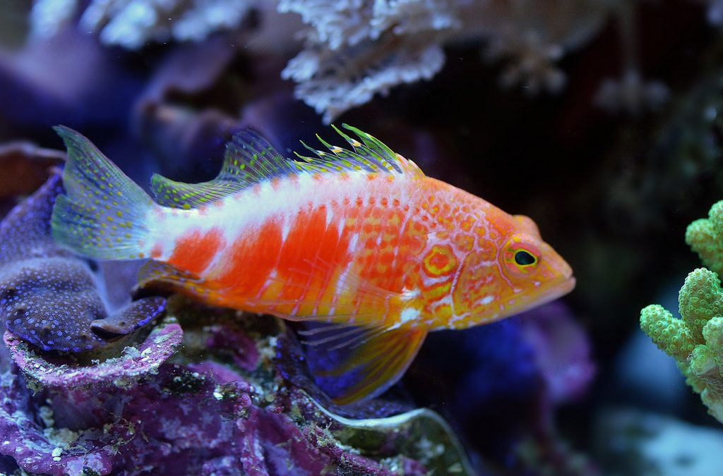 In Memoriam: Pioneering Aquarium Collector Daniel Pelicier