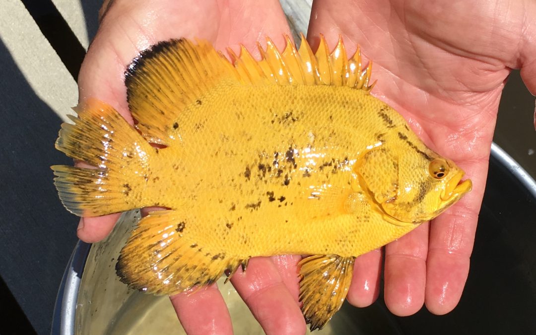 Coastal Collecting Log: Staying out of trouble