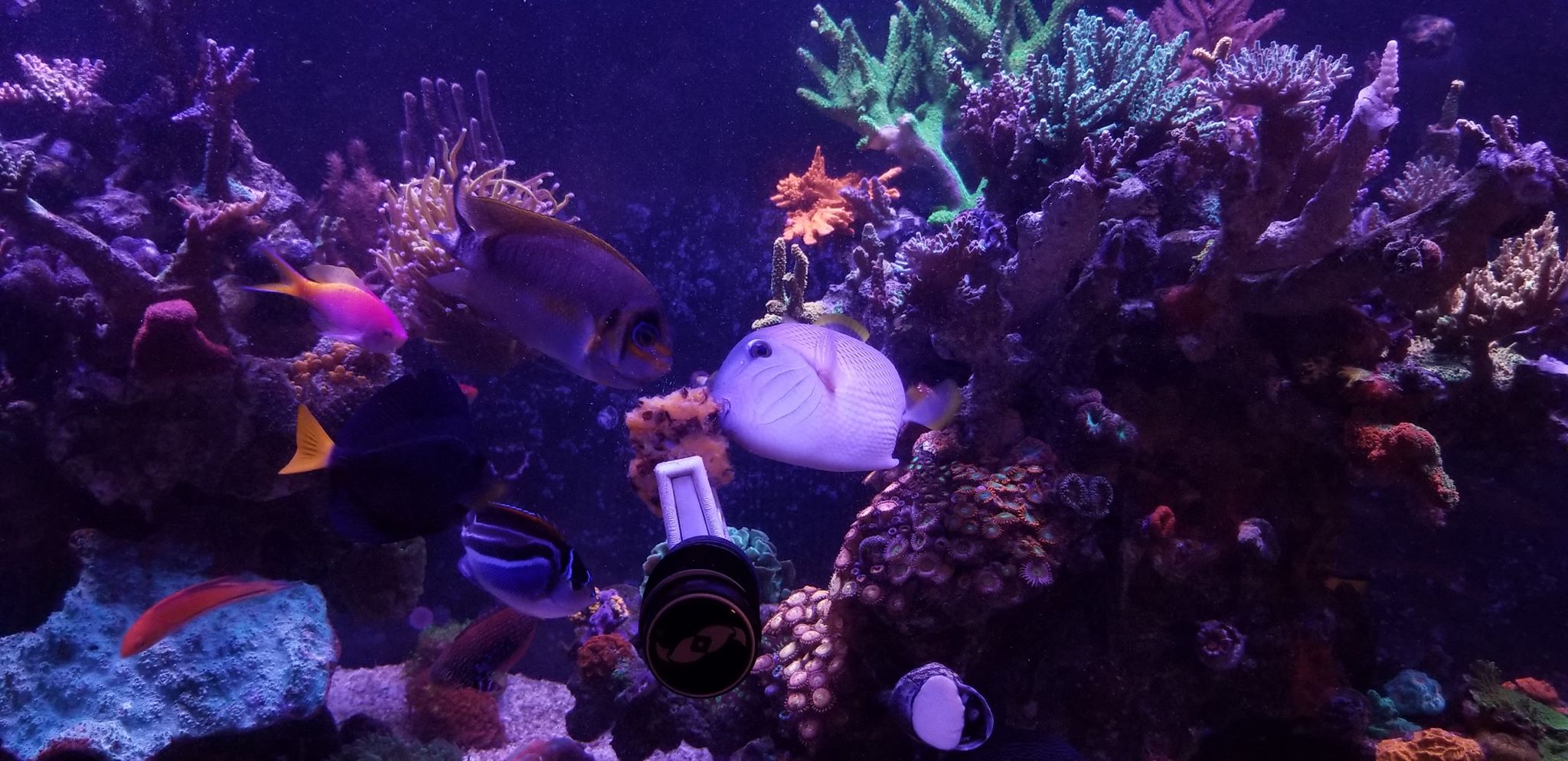 Some Ways to Treat Your Sick Fish in a Reef Tank