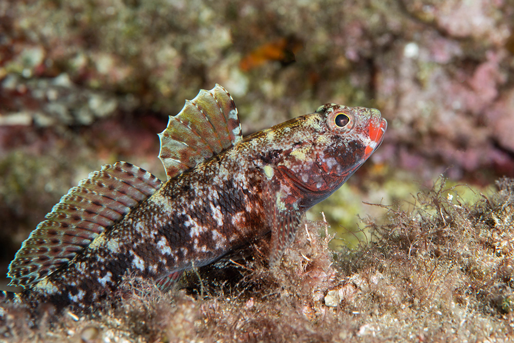 Red-lipped Goby (Gobius cruentatus)