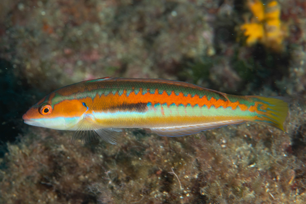 rainbow wrasse