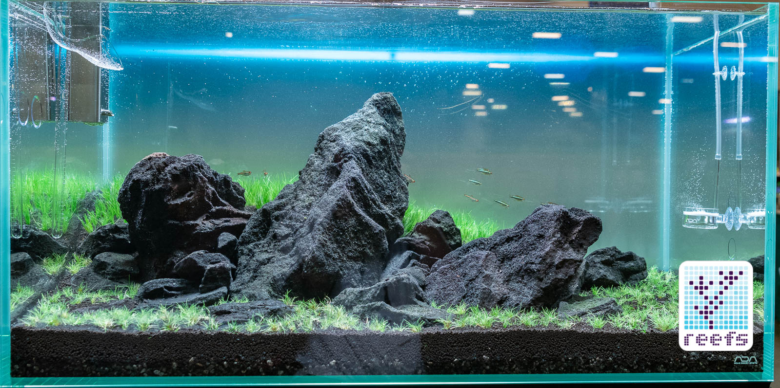 2018 Aquatic Experience Coverage Part I: Best Display Tanks