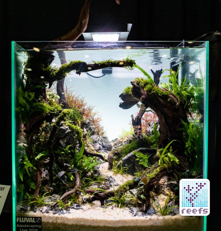 2018 Aquatic Experience Coverage Part II: Aquascaping Contest