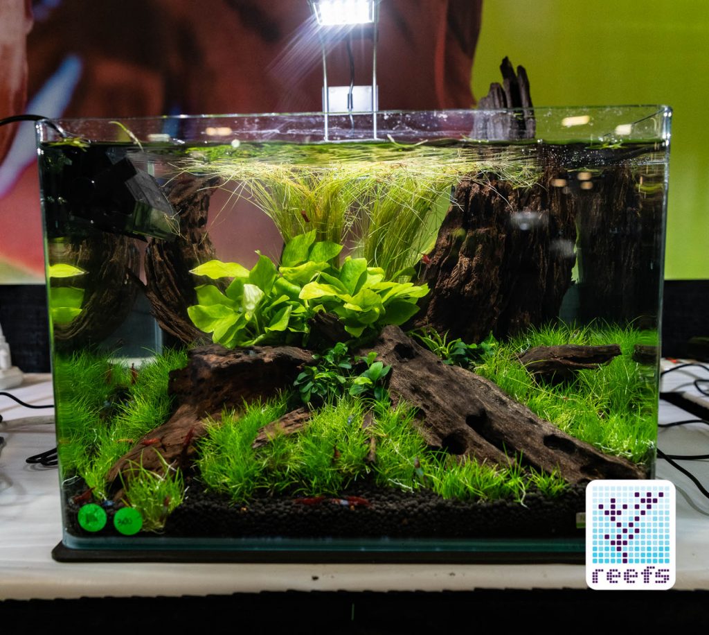 2018 Aquatic Experience Coverage Part IV: Kid’s Aquarium Contest ...