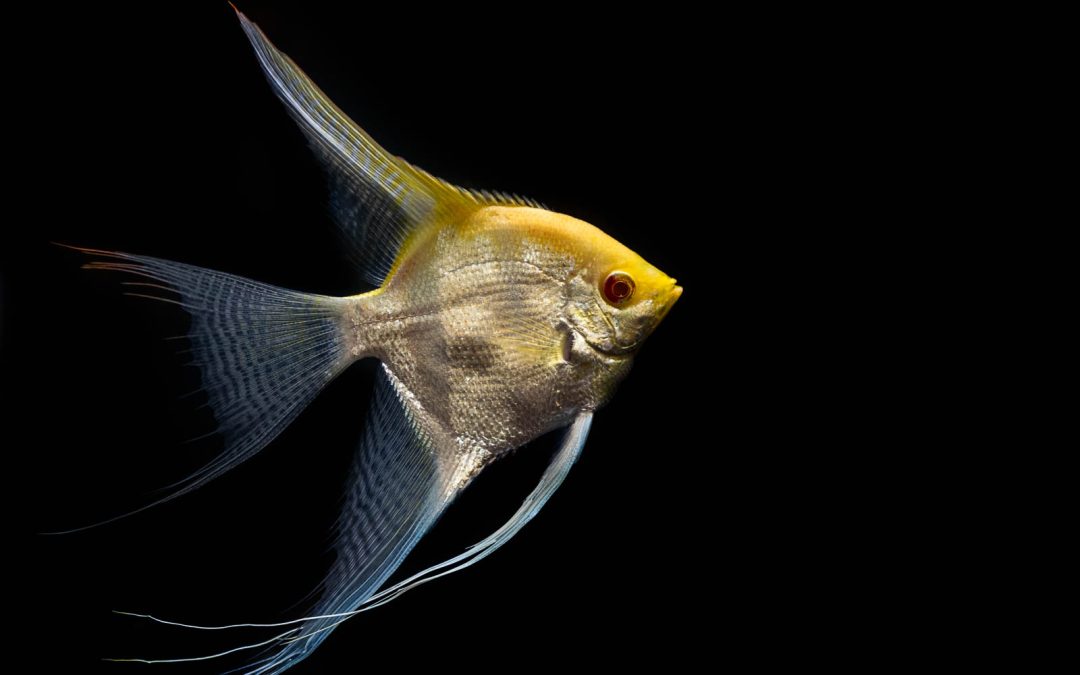 2018 Aquatic Experience Coverage Part V: American Cichlid Association Fish Competition
