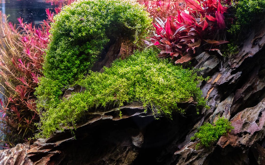 2018 Aquatic Experience Coverage Part I: Best Display Tanks