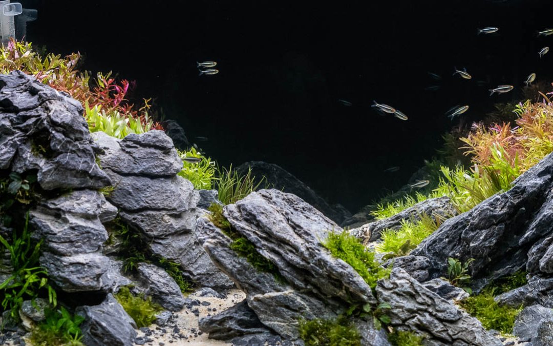2018 Aquatic Experience Coverage Part II: Aquascaping Contest