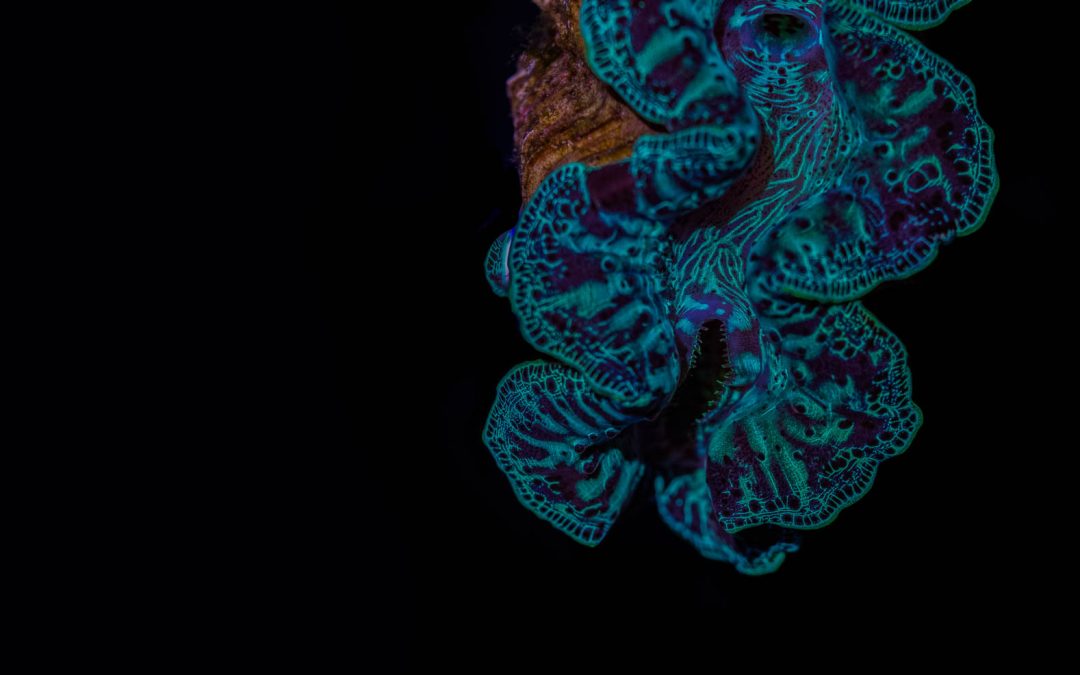 2018 Aquatic Experience Coverage Part III: Reef Candies