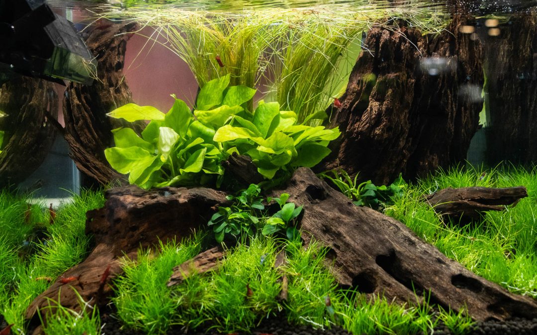 2018 Aquatic Experience Coverage Part IV: Kid’s Aquarium Contest & Betta Exhibition