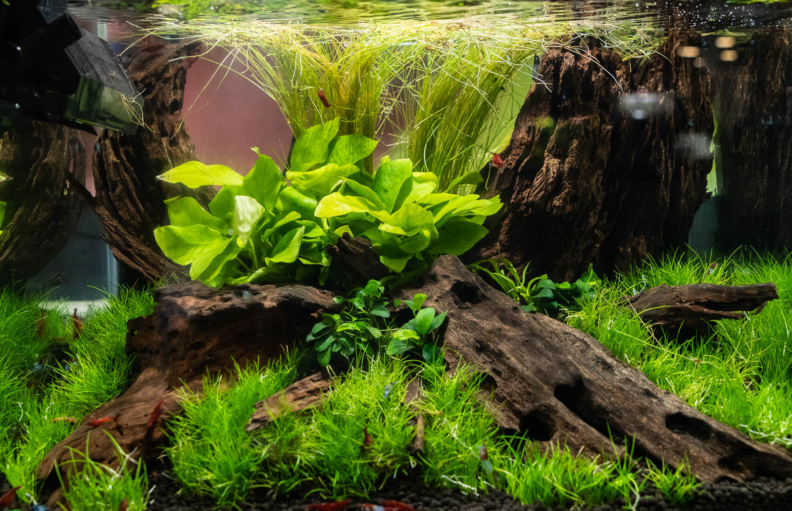 Pimp your fish tank: The wonders of competitive aquascaping