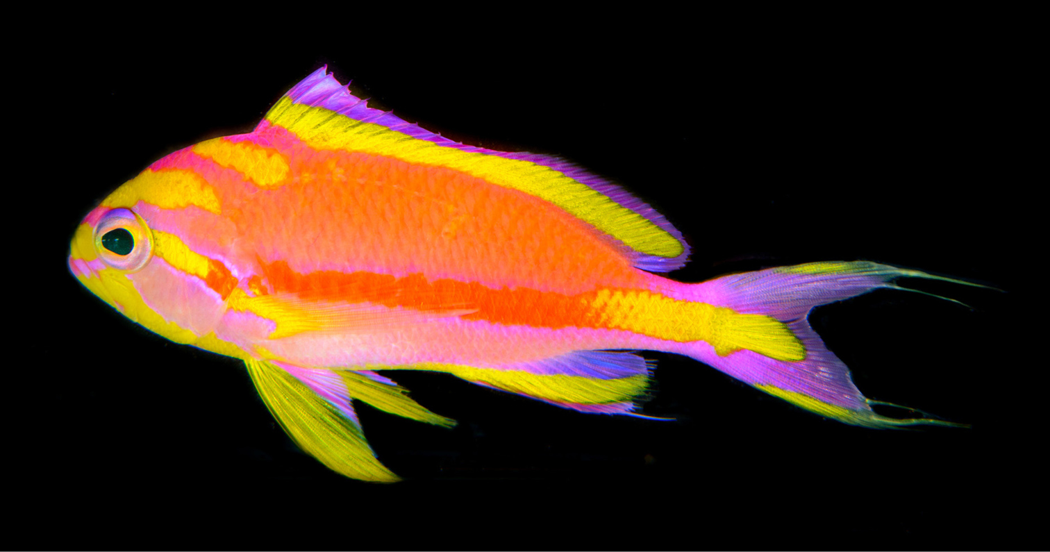 Monday Archives: Tosanoides annepatrice, Another Jawdroppingly Colorful Anthias To Drool Over