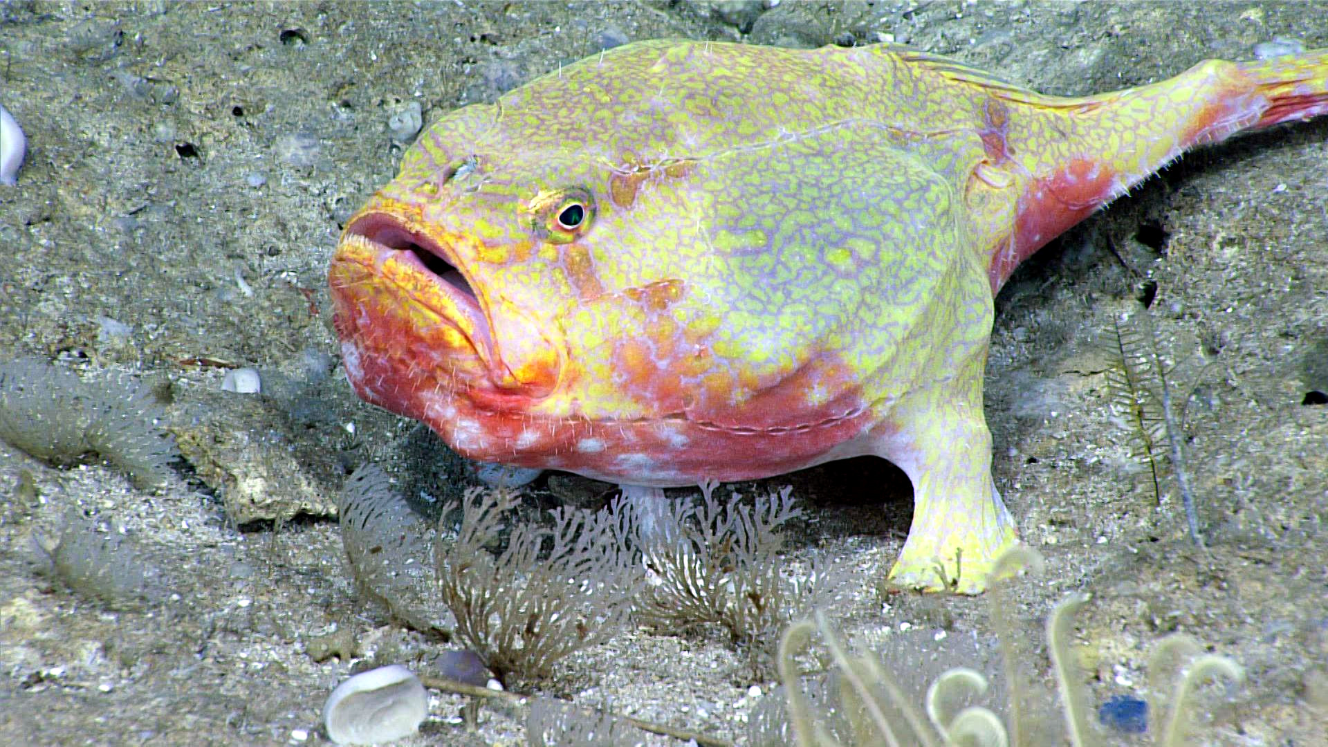 Deepsea Highlights From The Okeanos Explorer’s Latest Expedition