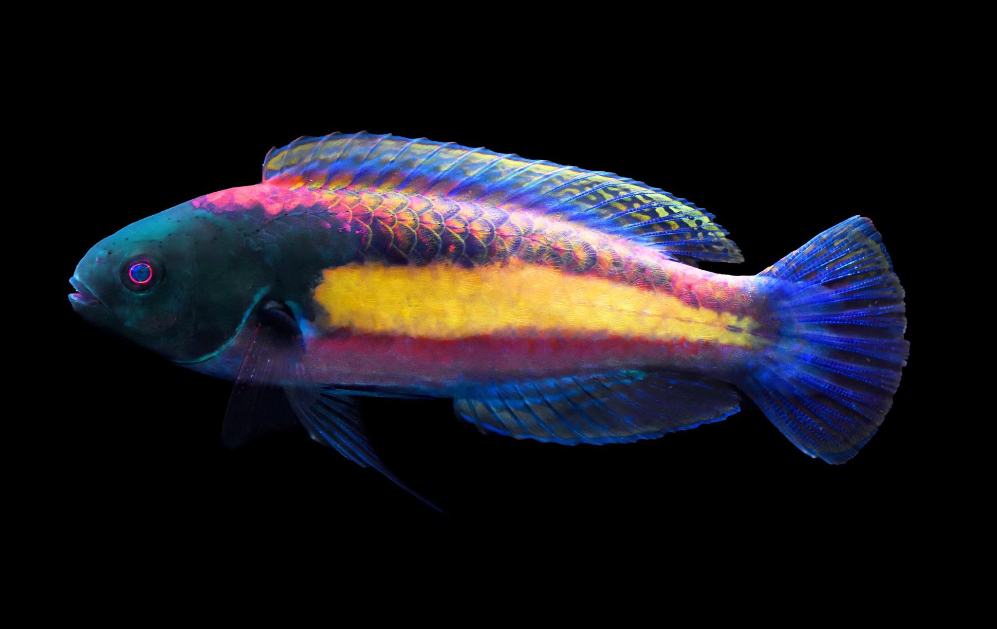 World’s First Randall’s Fairy Wrasse Collected By Cairns Marine