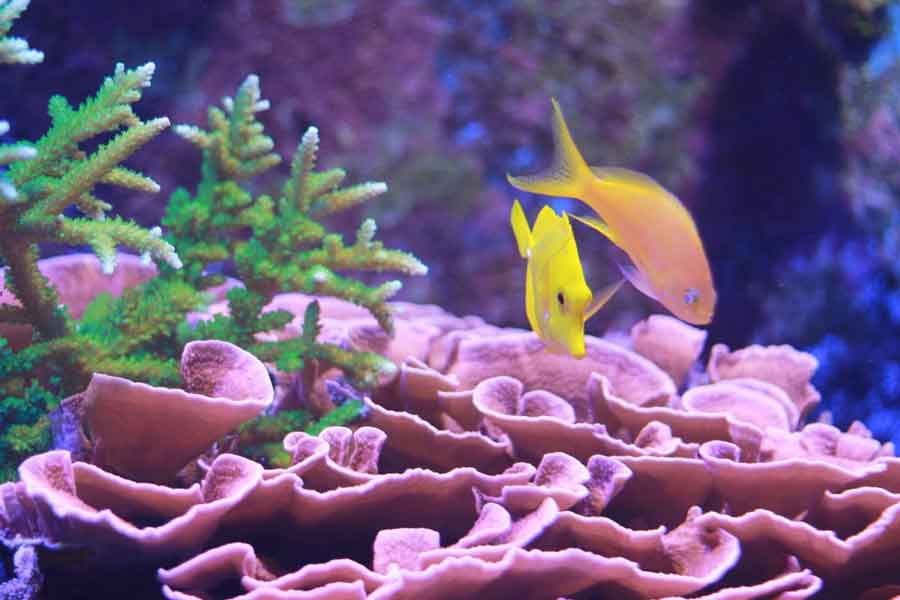 7 Habits of a Responsible Reef Aquarium Hobbyist