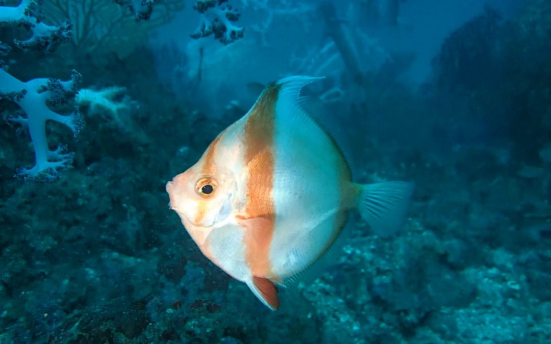 Antigonia, A Mysterious Fish From The Deep