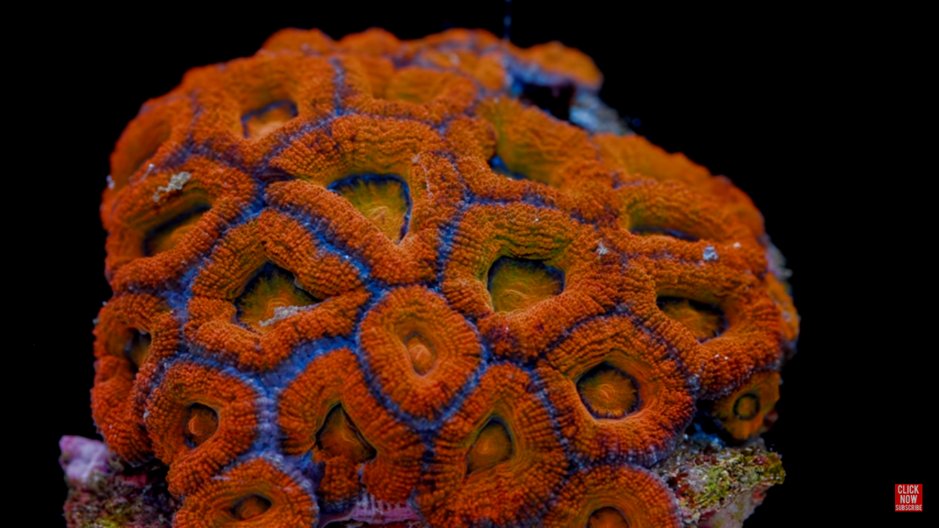 Micromussa Coral Care Tips