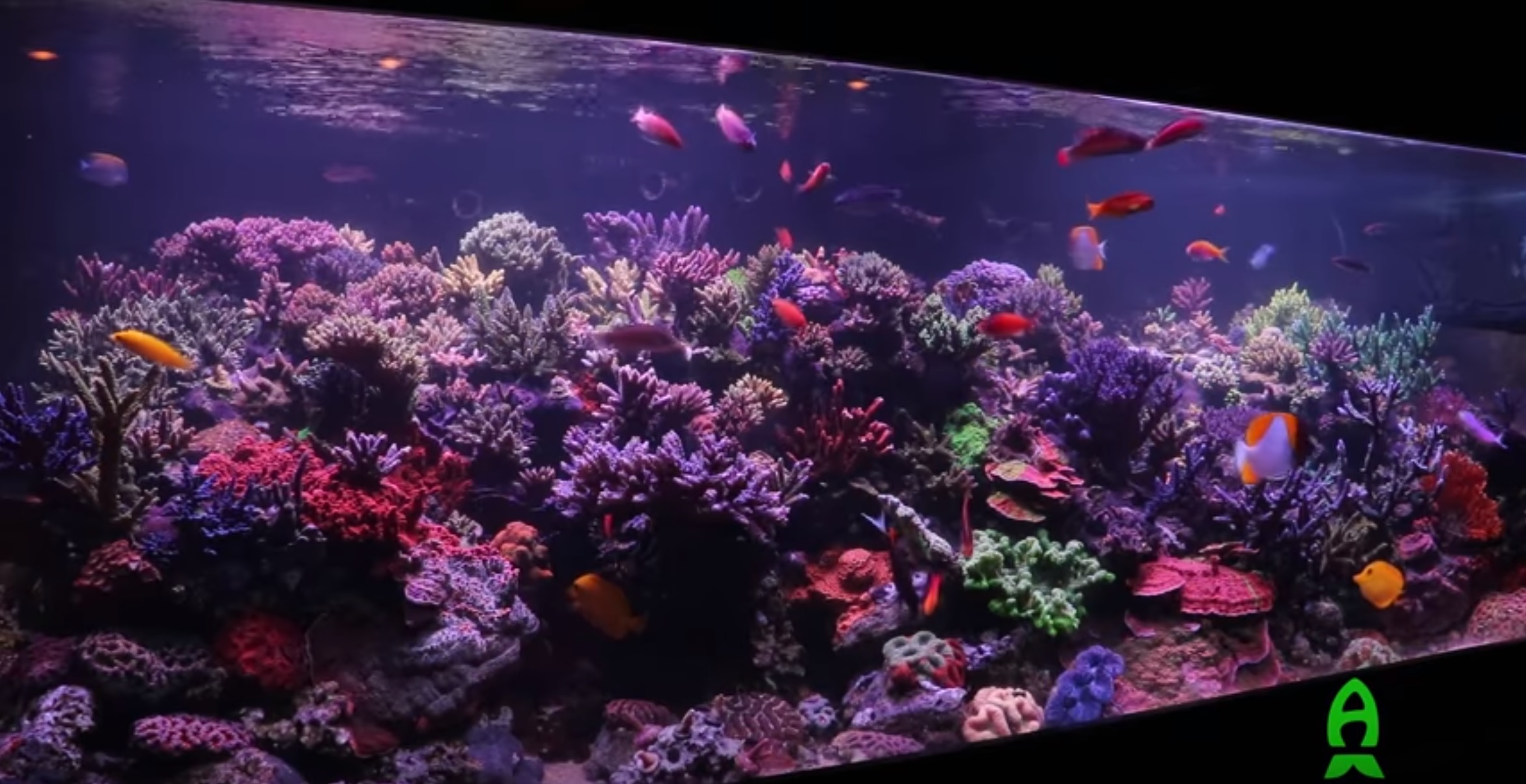 Reefs.com Re-visiting Jimmy Colson’s SPS Dominant Aquarium