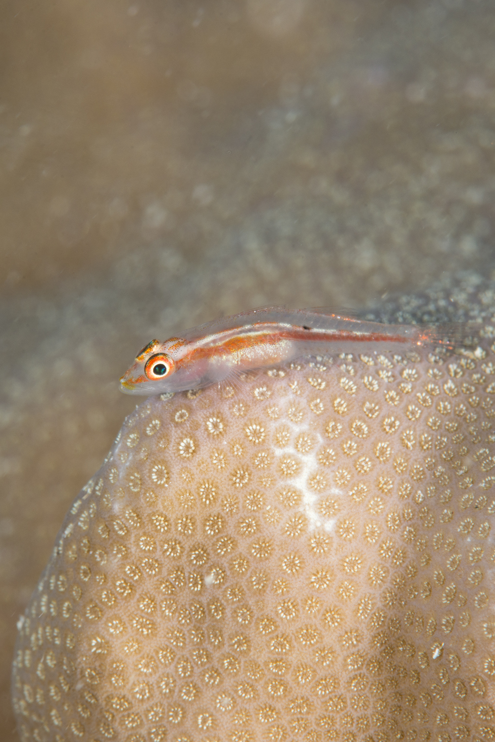 common ghost goby