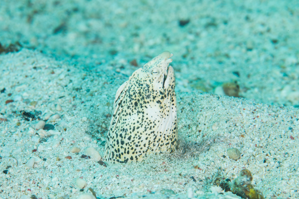 marbled snake eel