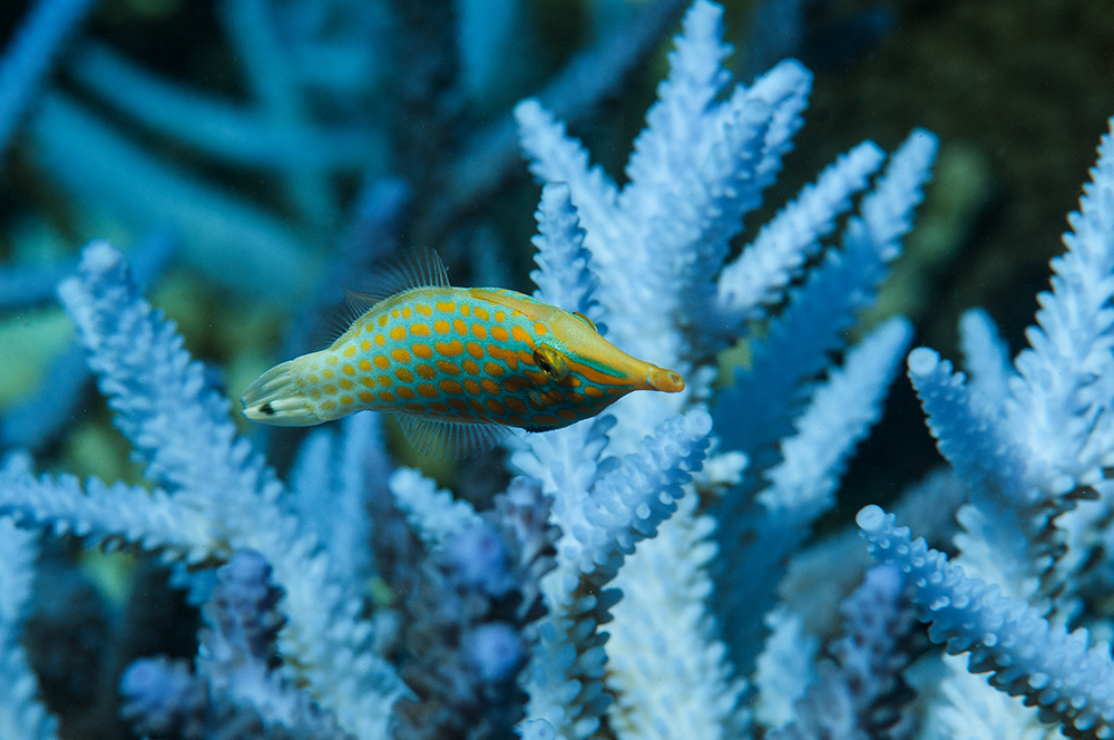 Harlequin Filefish