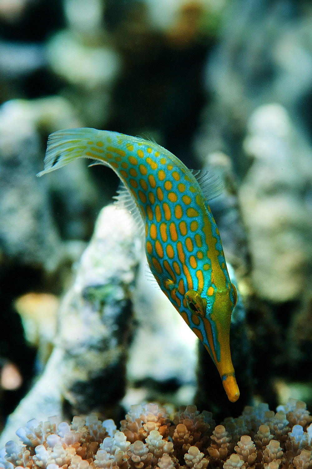 Harlequin Filefish