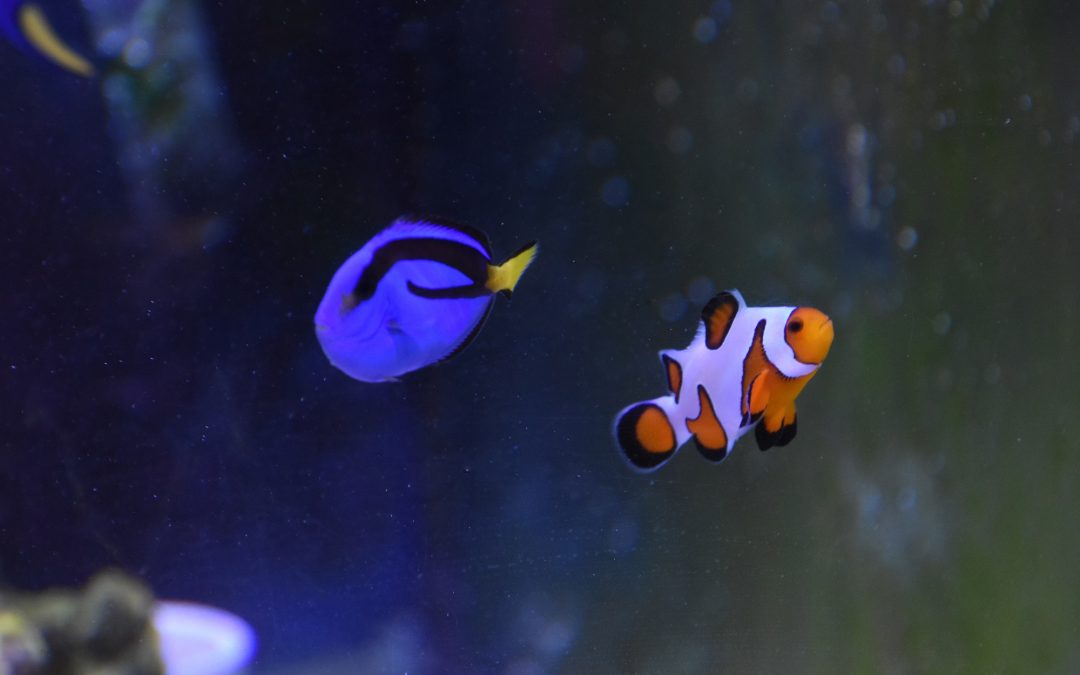 An Aquacultured Tomorrow