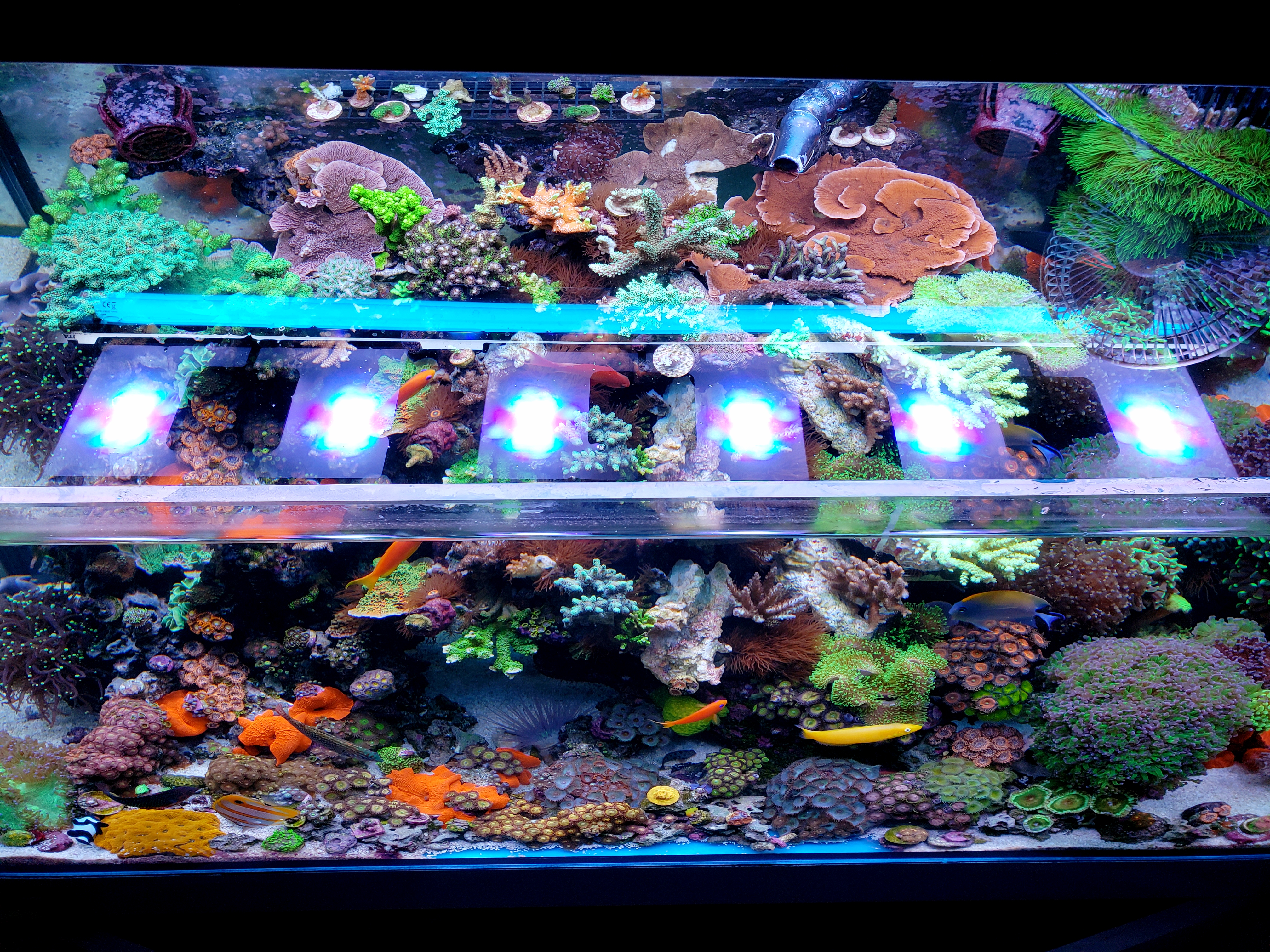 T5 2024 aquarium light