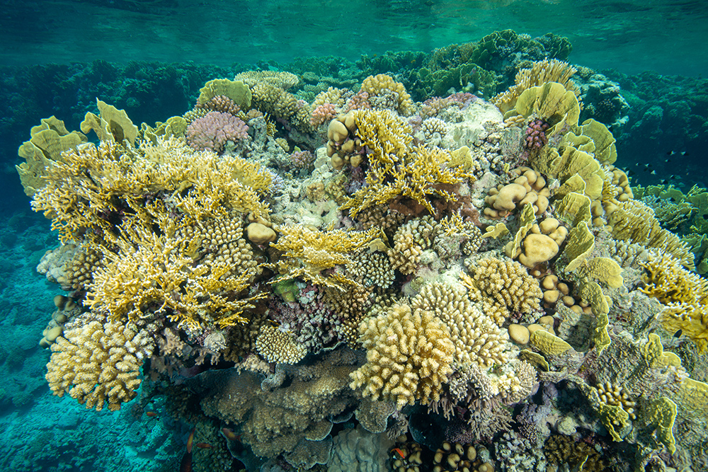 red sea reef coral