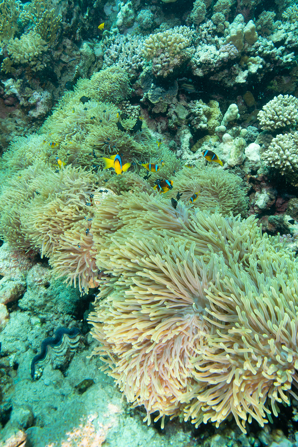 clownfish, coral