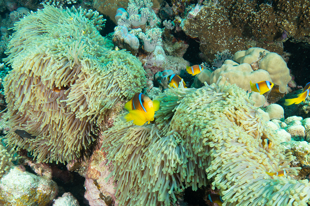 clownfish, anemone, coral