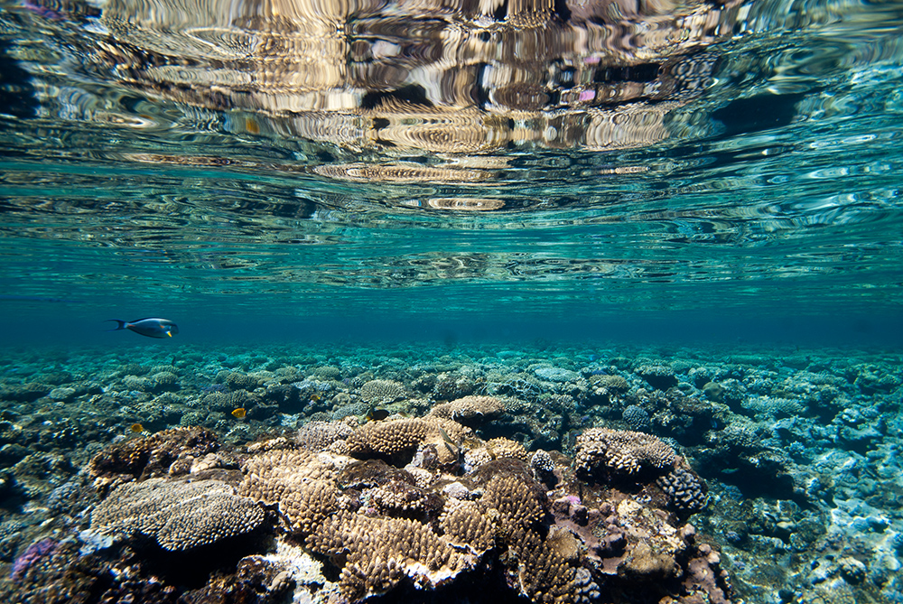 reef flat, coral