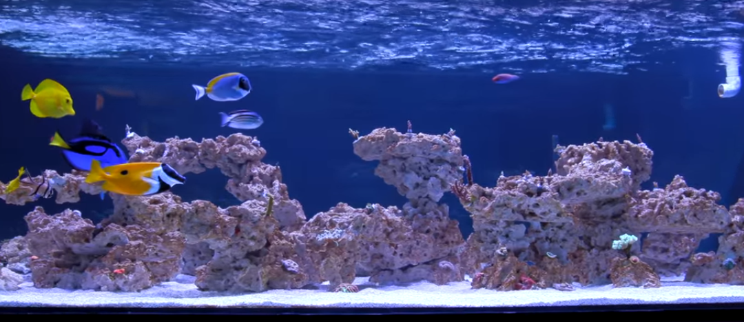 Rico’s Aquariums New 500g Reef Tank Update