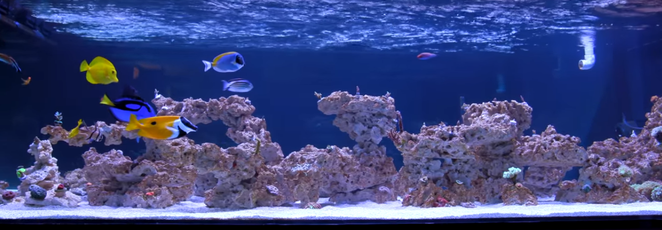 Rico’s Aquariums New 500g Reef Tank Update