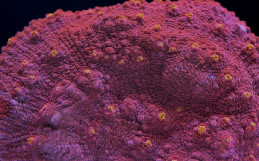 Chalice Coral Care Tips