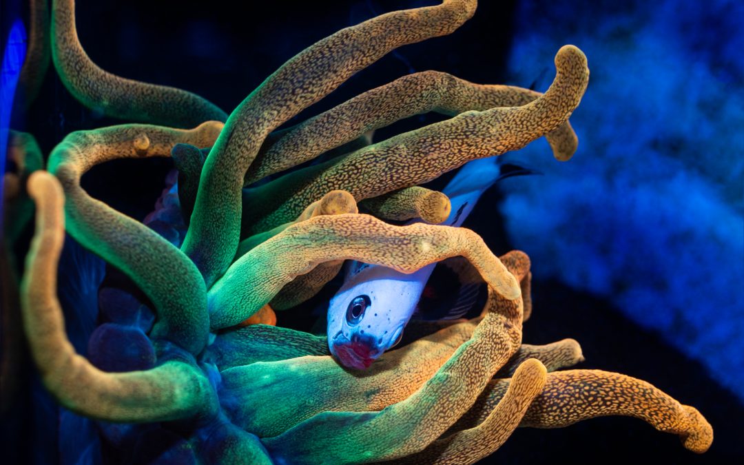 Reefs.com on the road: Long Island Reef Association 2019 Frag Swap