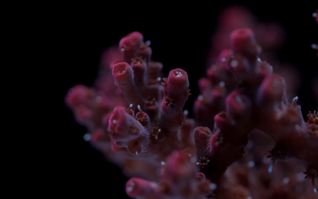 Astraea Snails Spawning all over my Acropora