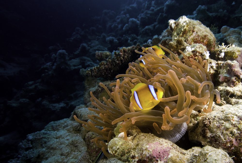 Monday Archives: Rare Red, Red Sea Anemones