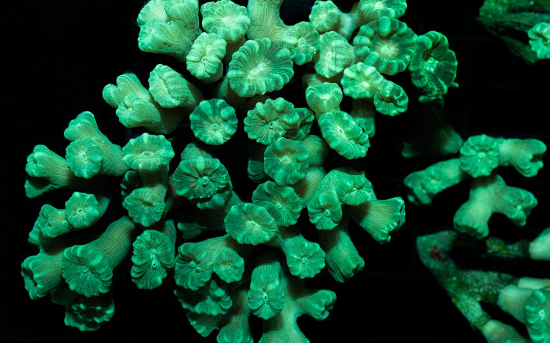 Reefapalooza 2019 New York: Corals Part I